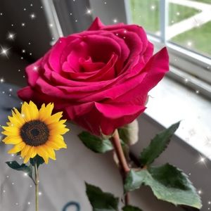 Meet your Posher, Reyna